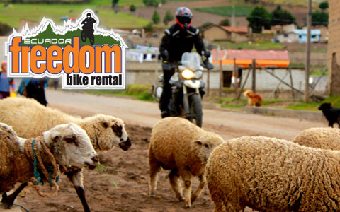 freedom-bike-rental-dirt-deluxe